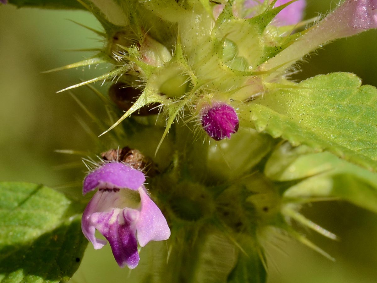Blüte, Kelch